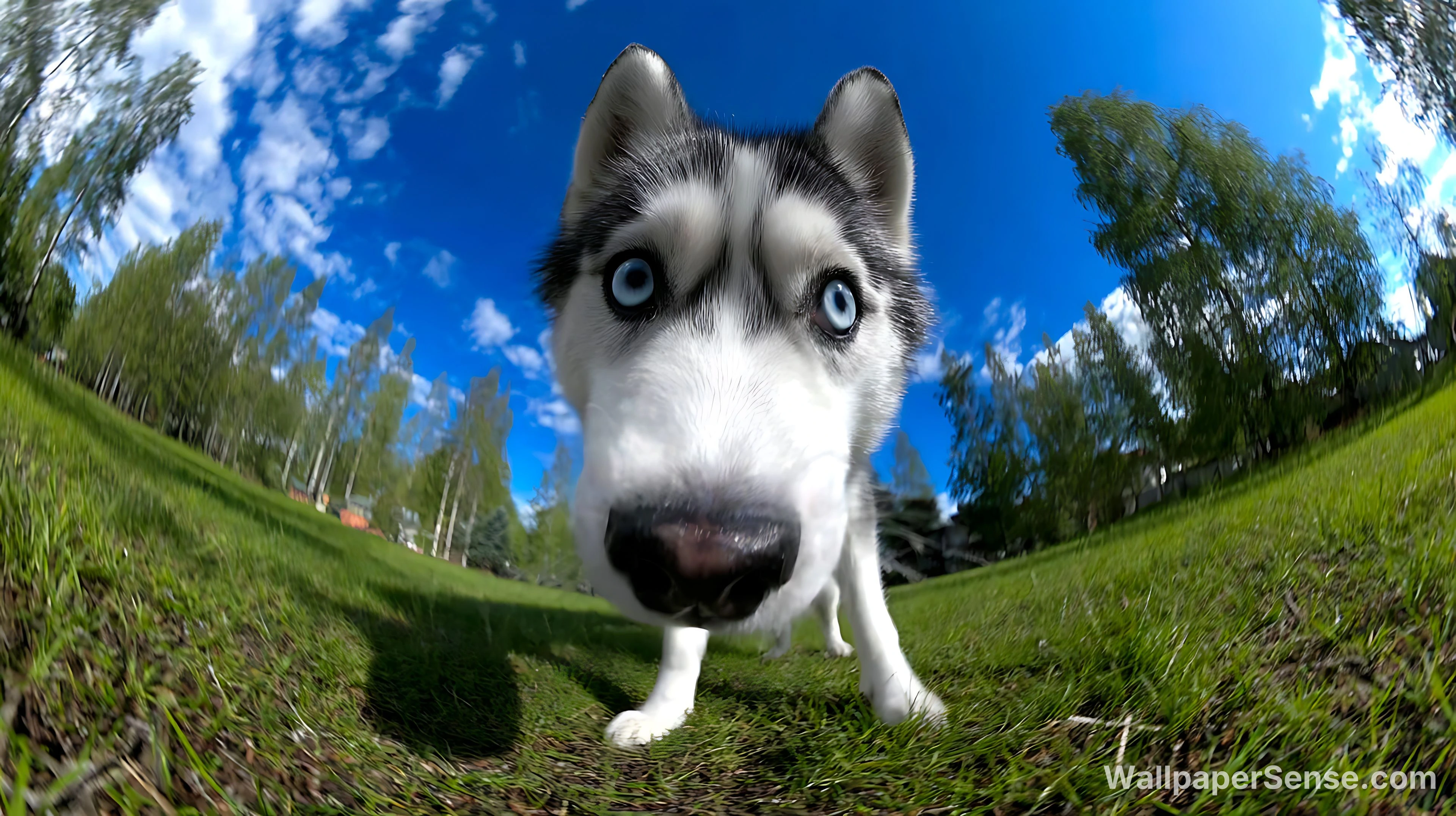 Fond d'écran 4K réaliste de chien husky