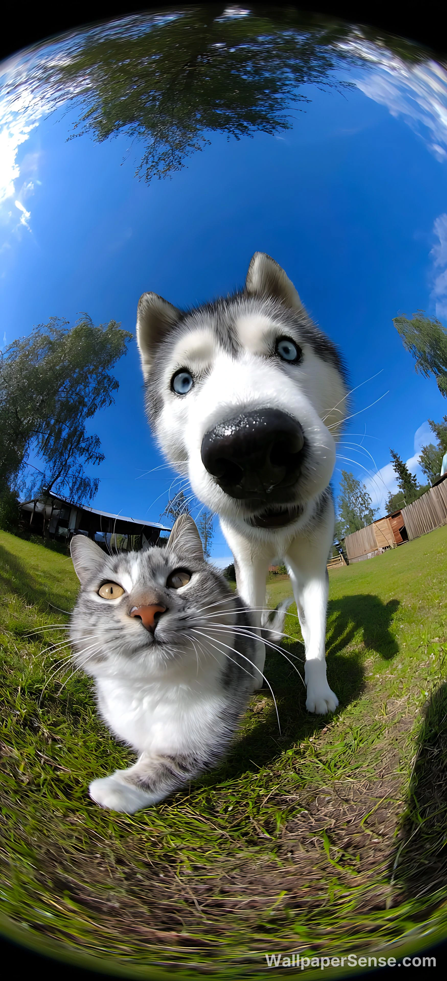 Fond d'écran 8K Ultra HD pour téléphone : Chat réaliste et chien husky