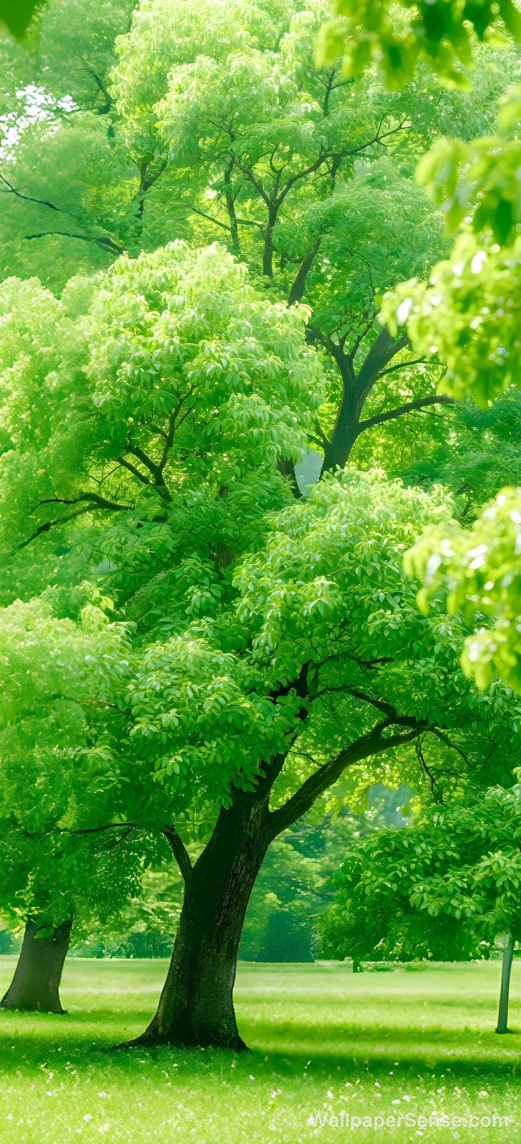 日式庭院绿树 8K超高清手机壁纸 - Free wallpaper in 2944x6464 resolution