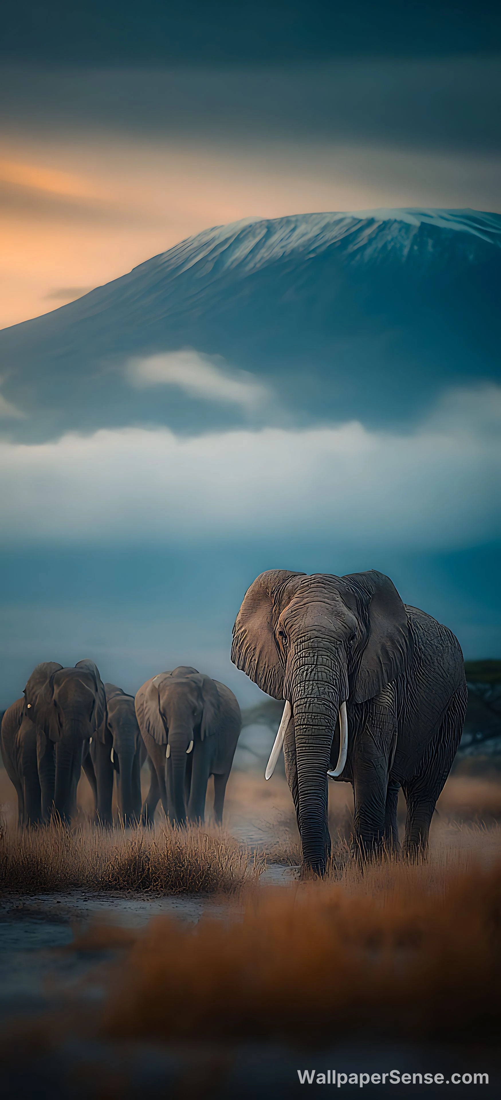 Africký safari slonové 8K Ultra HD mobilní pozadí
