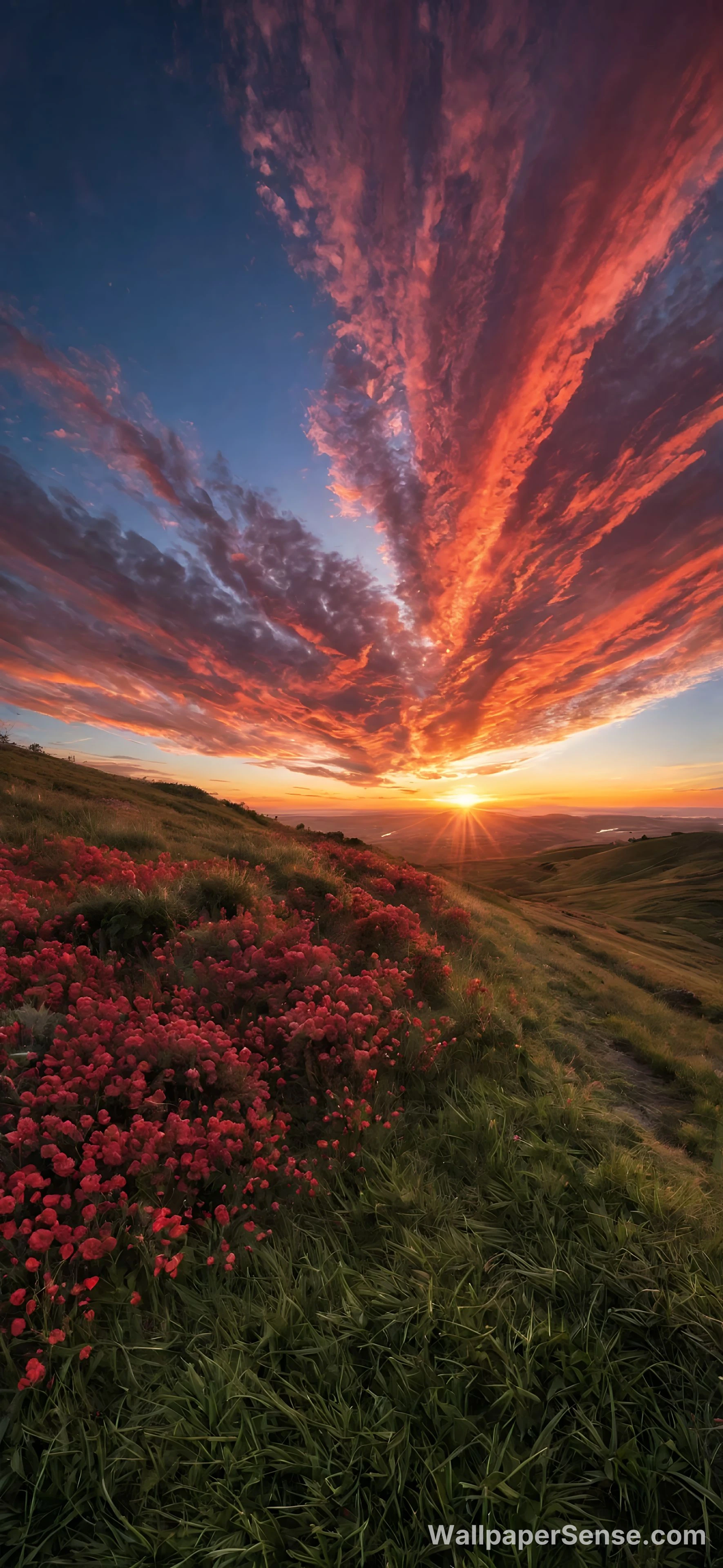 Kalifornien Wildblumen Sonnenuntergang 8K Ultra HD Handy-Hintergrund