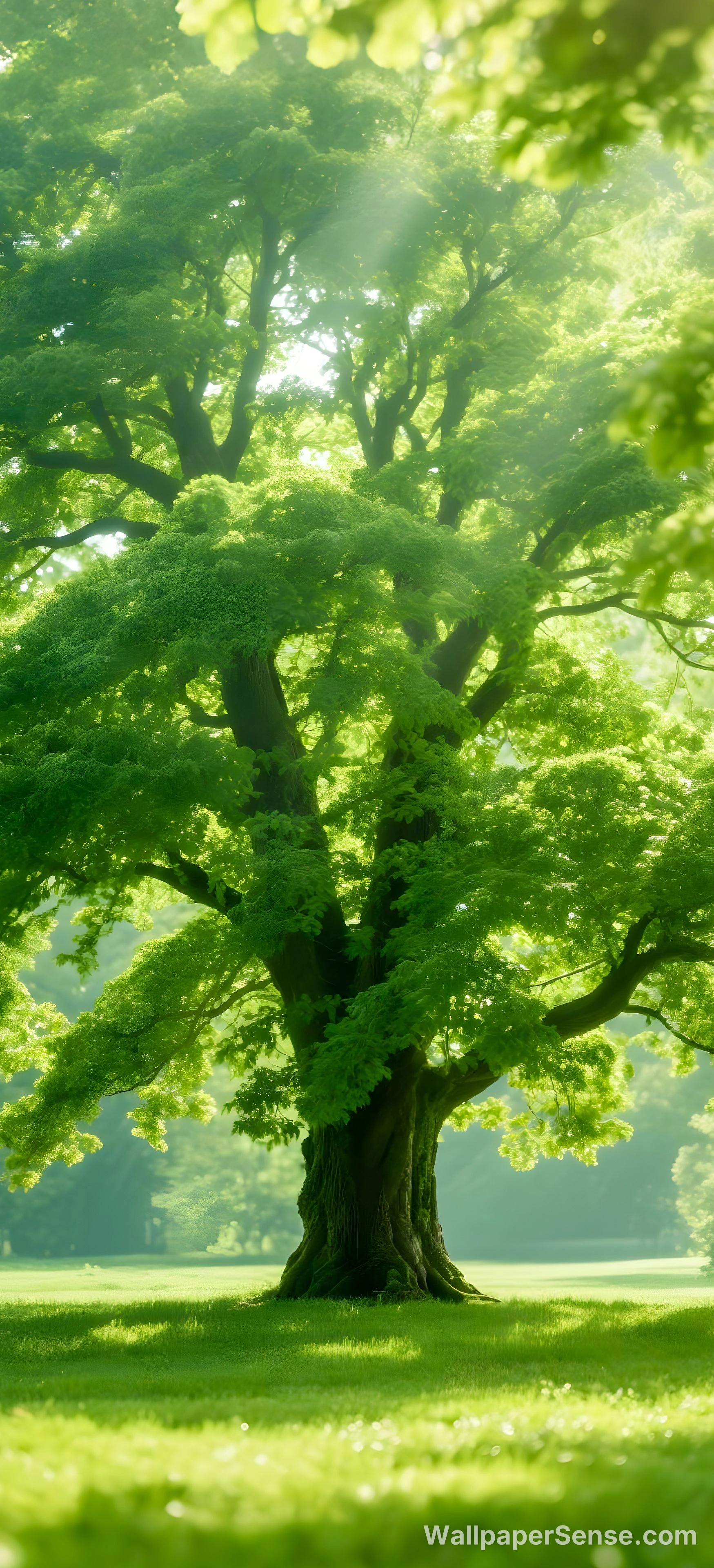 Feuille d'érable japonais 8K Wallpaper Ultra HD pour téléphone - Free wallpaper in 2944x6464 resolution