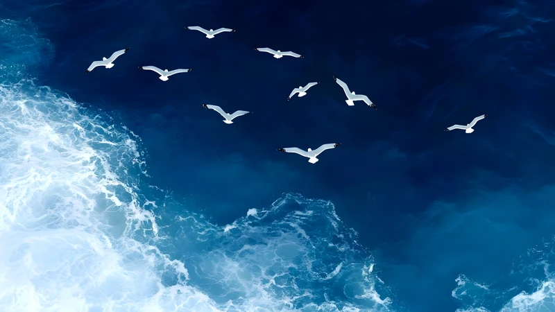 Oceanic Seagulls Flight 4K Desktop Wallpaper