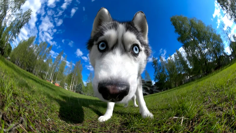 Realistic Husky Dog 4K Desktop Wallpaper