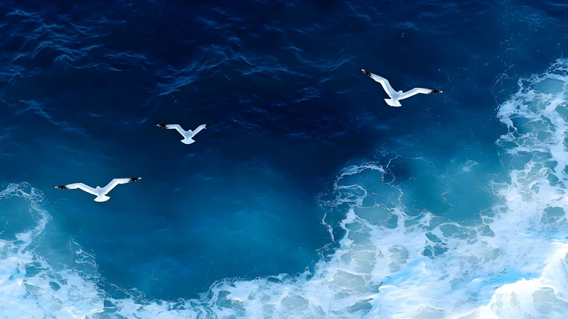 Oceanic Seagulls and Waves 4K 8K Ultra HD Wallpaper Collection - Pack with 3 wallpapers for $1