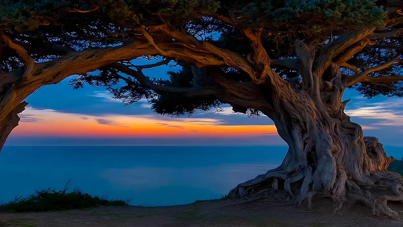 Japanese Coastal Tree 4K Desktop Wallpaper