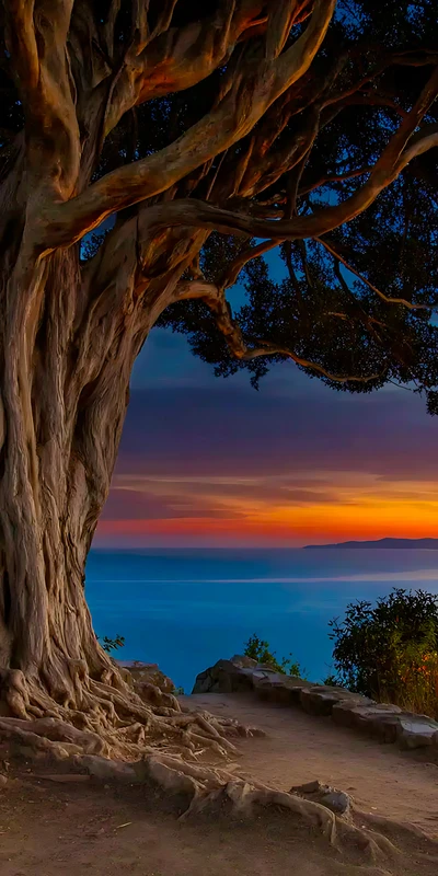 Oriental Art Tree at Sunset 8K Ultra HD Phone Wallpaper