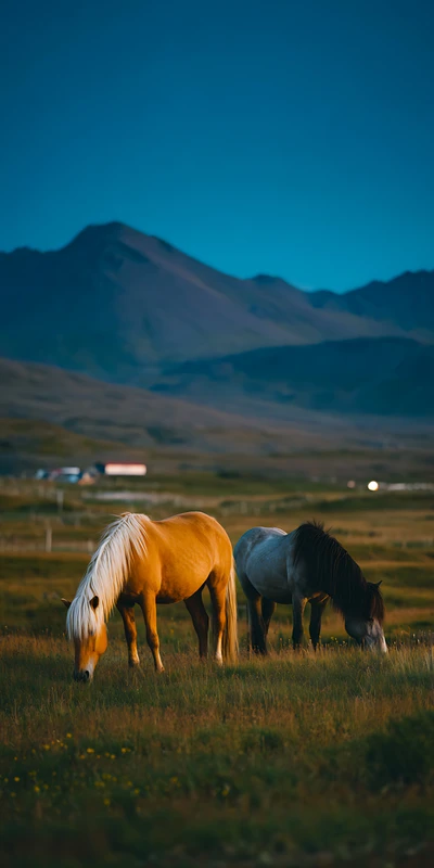Mountain Horses 4K 8K Ultra HD Wallpaper Collection - Pack with 3 wallpapers for $1