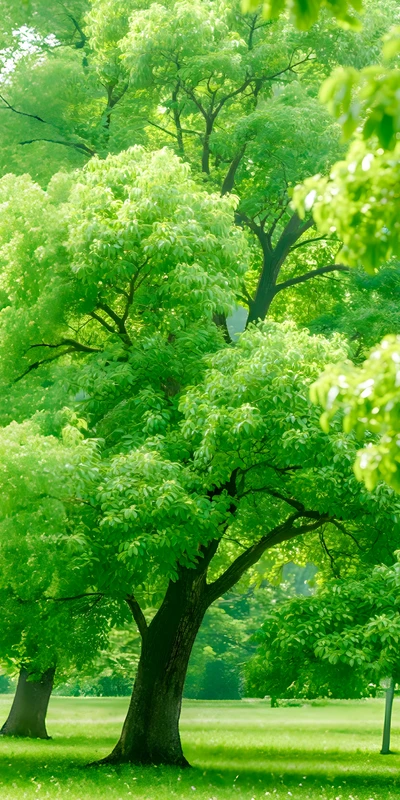 Japanese Garden Green Trees 8K Ultra HD Phone Wallpaper