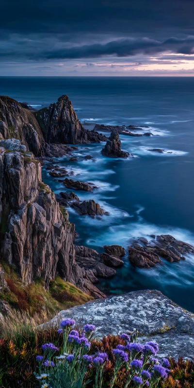 Coastal Cliff Purple Flowers 8K Ultra HD Phone Wallpaper