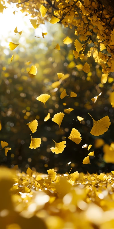 Japanese Autumn Ginkgo Leaves 8K Ultra HD Phone Wallpaper
