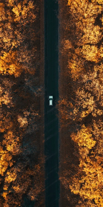 Autumn Forest Road 8K Ultra HD Phone Wallpaper