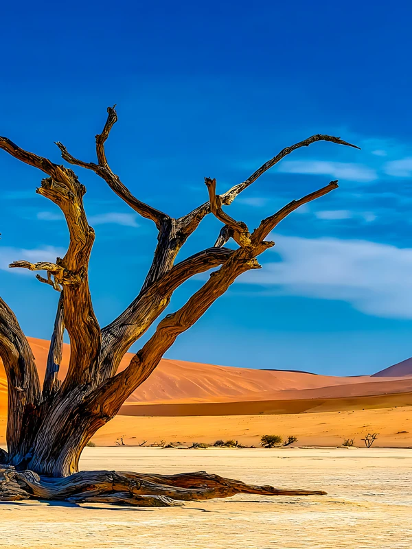 Desert Dead Tree 4K and 8K Ultra HD Wallpaper Collection - Pack with 3 wallpapers for $1