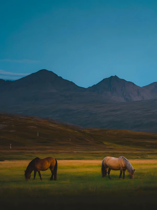 Mountain Pasture Horses 4K Desktop Wallpaper
