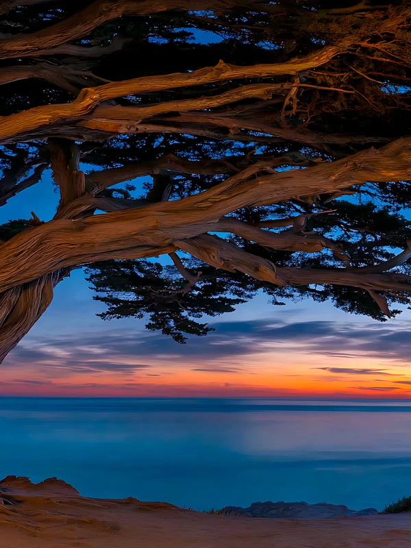 Japanese Coastal Tree 4K 8K Ultra HD Wallpaper Collection - Pack with 3 wallpapers for $1